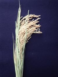Poaceae1.jpg