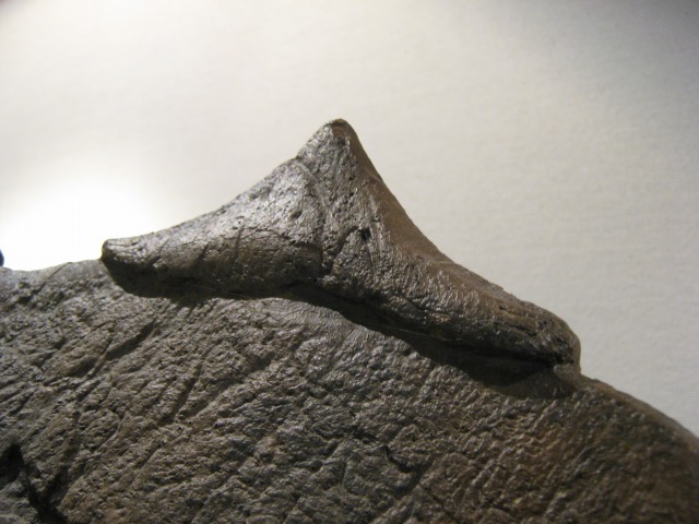 katoushi (11).jpg