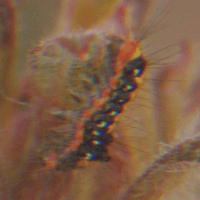 0023_am.gif