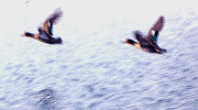 F1671_am.gif