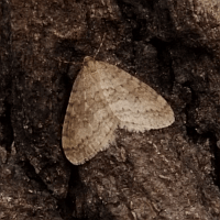 P0189_am.gif