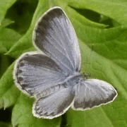 lepi0112.gif