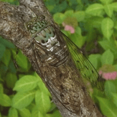 anm-0378.gif