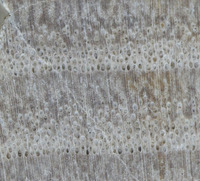 wood1.jpg