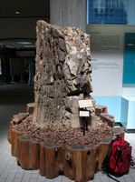 wood3.jpg