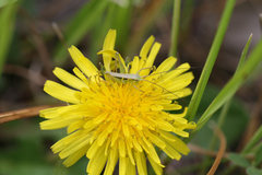 ghitchon_nymph_5845.jpg