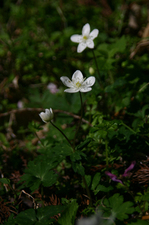 nirinso3.JPG