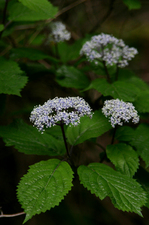 090530025.JPG