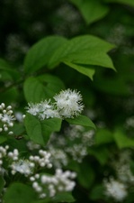 sawahutagi.JPG