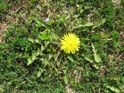 13 tannpopo100404.jpg