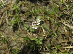 15 tanetuke100404.jpg