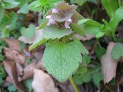 16 himeodoriko100403.jpg