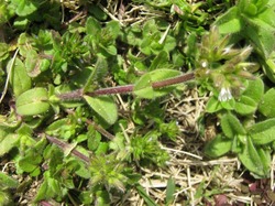 18 orandamimina100404.jpg