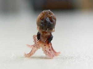 tako.JPG