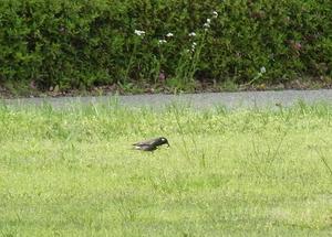 FS20100512-6.jpg