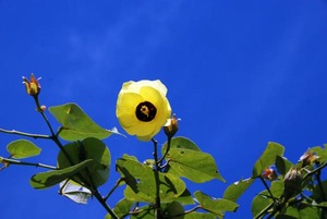 26 hama oohamabou.jpg