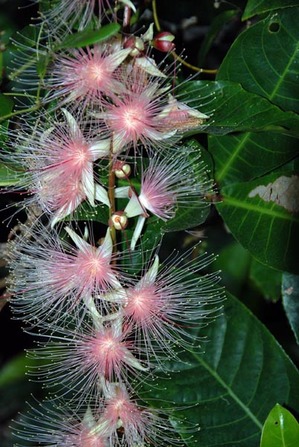 31 mangrove sagari2.jpg