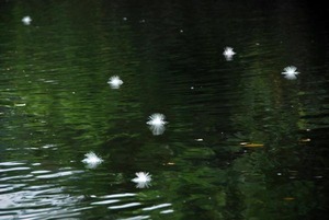 32 mangrove sagari1.jpg