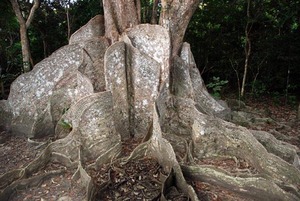 33 mangrove sakishimasuounoki.jpg