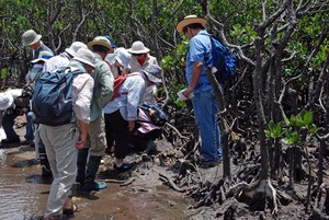 4 mangrove kansatsu.jpg