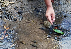 6 mangrove uminina.jpg
