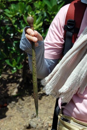 7 mangrove yaeyamahirugi shushi.jpg