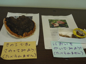 20100828kinoko.JPG