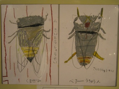 5kumazemi091.jpg