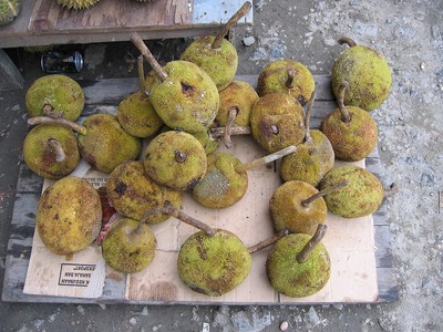 Artocarpus1.jpg