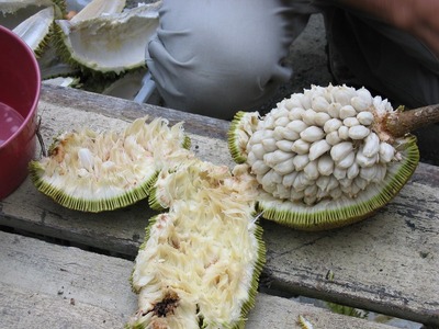 Artocarpus2.jpg