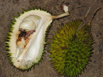 Durio3.jpg