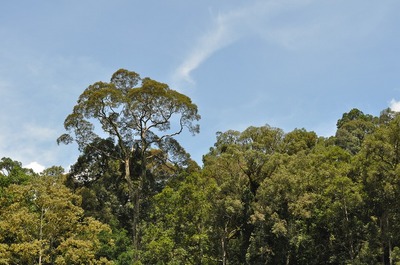 Forest.jpg