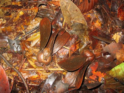Shorea.jpg