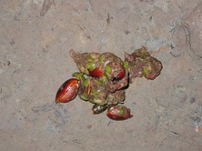 civet_feces.jpg