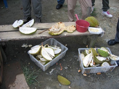 durian1.jpg