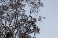 gibbon2.jpg