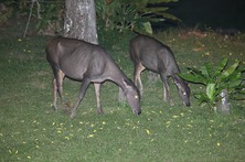 sambar1.jpg