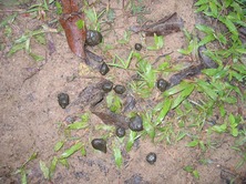 sambar_feces.jpg
