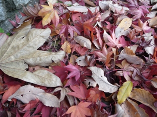 P1050035-s.jpg�̃T���l�[���摜�̃T���l�[���摜