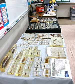 hyouhon_pla_yamanasi.jpg
