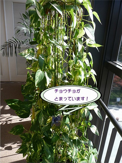 oomura.jpg�̃T���l�[���摜