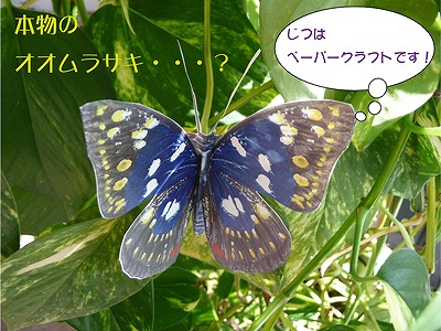 oomurara.jpg