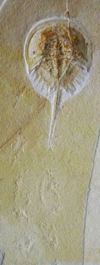 furutani201101-2.jpgのサムネール画像