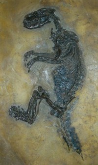 furutani201101-3.jpgのサムネール画像