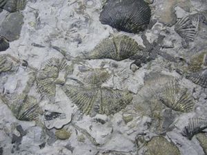 furutani2011011-1.jpg
