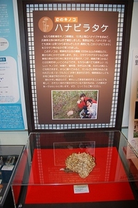 hanabiratake1.jpg
