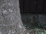 FtFp0575.jpg