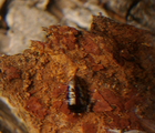 MNHA1264.jpg