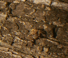 MNHA1289.jpg