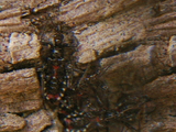 MNHA1294.jpg